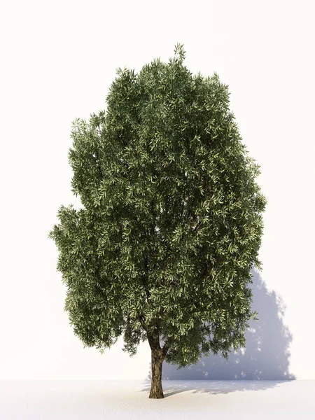 Дерева Ізольовані Білому Тлі Тропічні Дерева Ізольовані Дизайну Реклами Архітектури — стокове фото