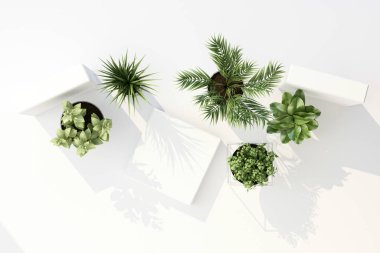 Beyaz arkaplanda izole edilmiş tropikal bitkilerin üst görünümünü 3D görüntüle.