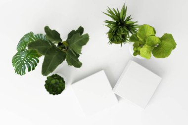 Beyaz arkaplanda izole edilmiş tropikal bitkilerin üst görünümünü 3D görüntüle.