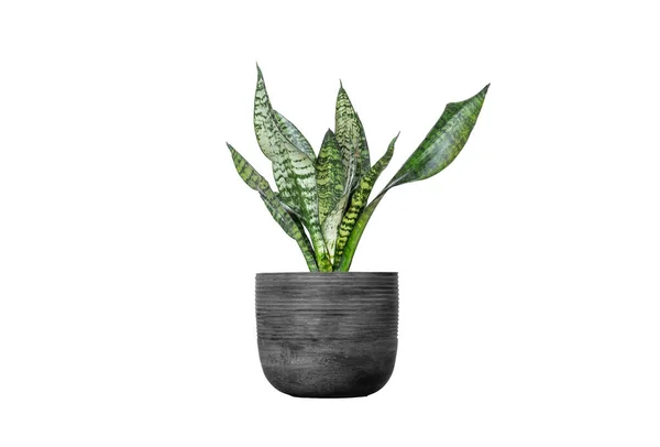 Leaves purify the air, in a pot, isolated background.