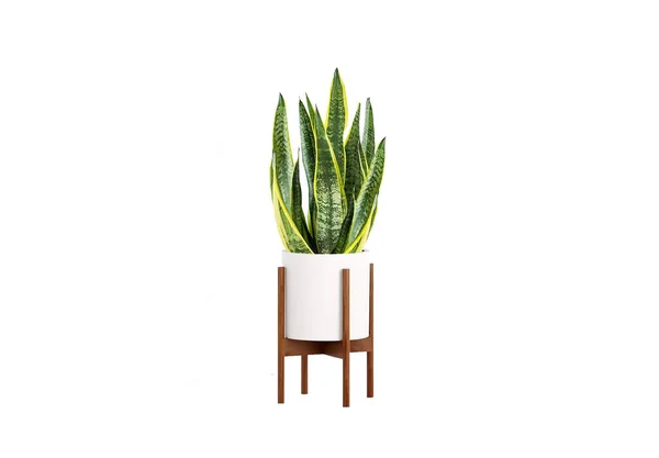 Leaves purify the air, in a pot, isolated background.