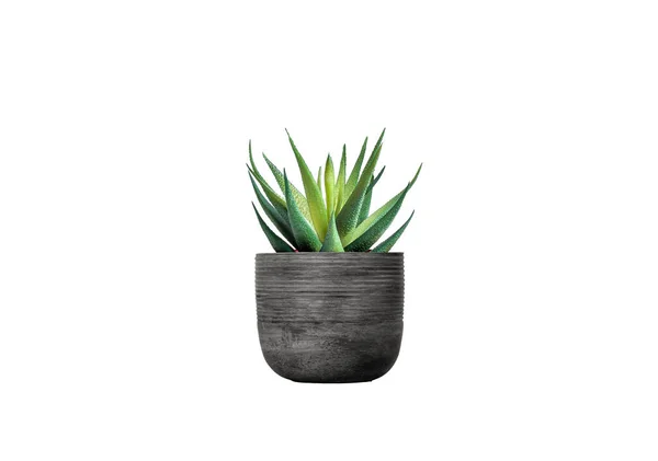 Cactus In Braided Pot Isolated background clipping paths.