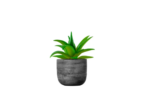 Aloe Vera Pflanze Isoliert Auf Weißem Hintergrund — Stockfoto