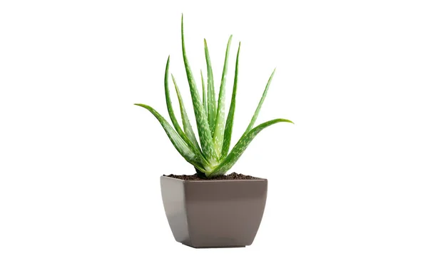 Aloe Vera in a square pot