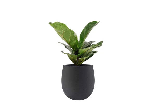 Plants in pots, for interior decoration, isolated background.