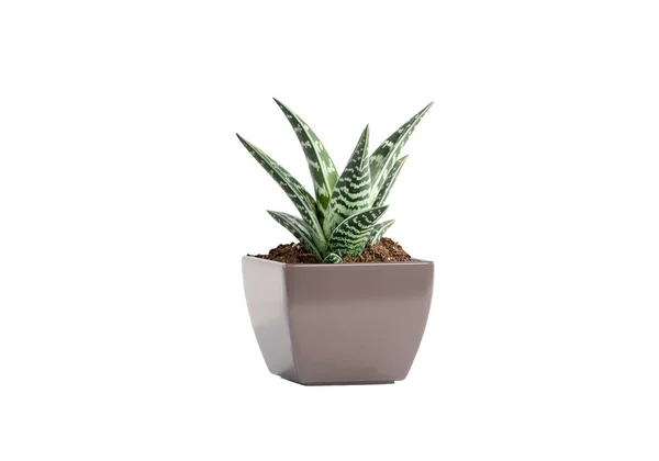 aloe vera in a square pot