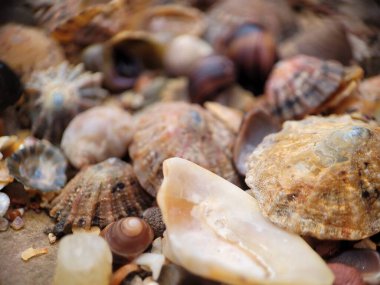 Kuzey kıyılarındaki deniz kabuklarının makro fotoğrafçılığı