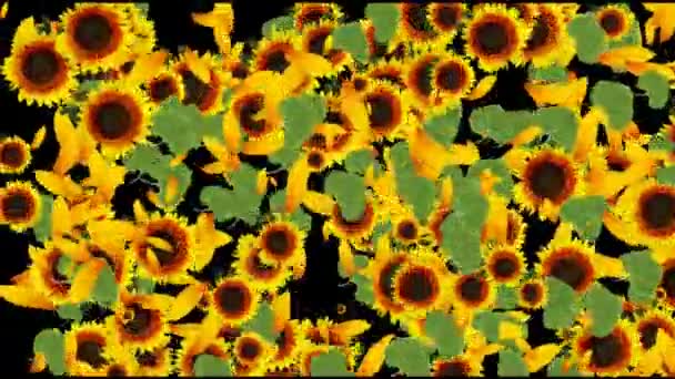 Sunflower Field Sunflowers Garden 免版税图库视频片段