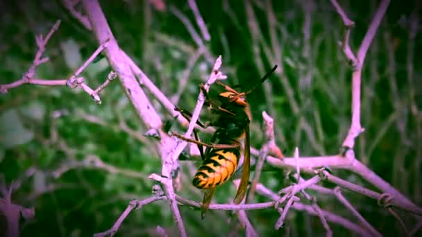 Bees Insects Wings Closely Related Wasps Ants Known Role Pollination — Stok video