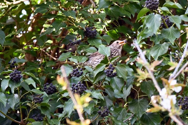 Пісенна Лихоманка Turdus Philomelos Ягода Кущ Рано Вранці Стамбул Туреччина — стокове фото