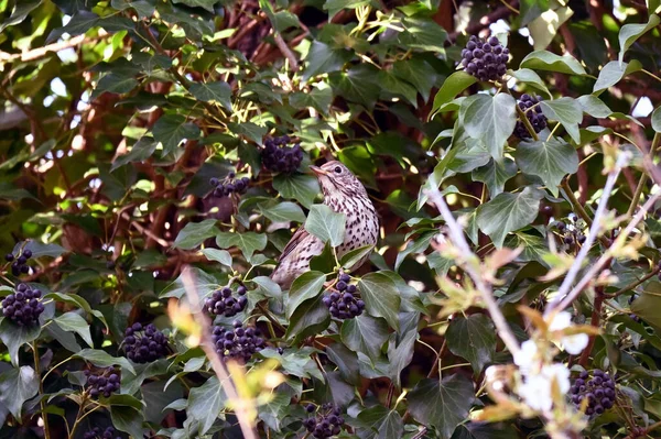 Пісенна Лихоманка Turdus Philomelos Ягода Кущ Рано Вранці Стамбул Туреччина — стокове фото