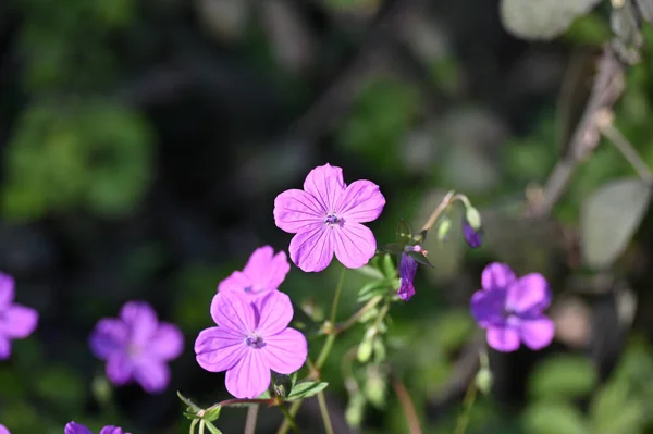 Geranium Purpureum Uma Erva Família Geraniaceae Com Flores Rosa Folhas — Fotografia de Stock