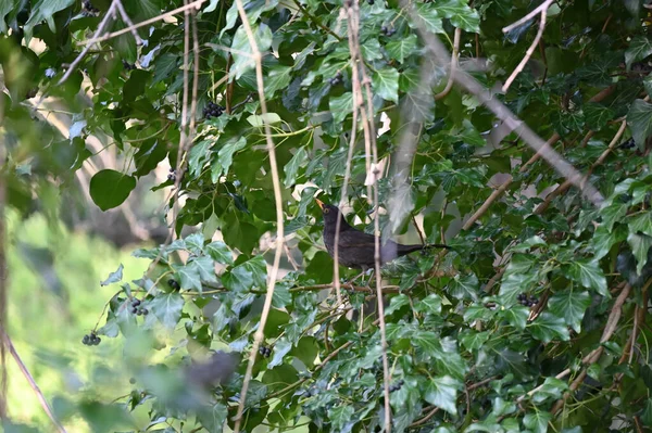 Die Amsel Turdus Merula Ist Eine Echte Drosselart Sie Wird — Stockfoto