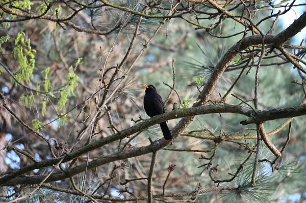 常见的黑鸟 Turdus Merula 是一种真正的画眉 牠们也被称为欧亚黑鸟 特别是在北美 以区分牠们与不相关的新世界黑鸟 吃黑莓 — 图库照片