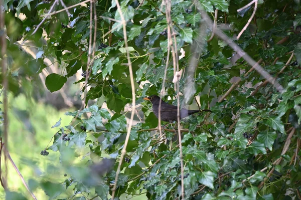 Karatavuk Türkçe Turdus Merula Gerçek Ardıç Kuşu Türüdür Ayrıca Avrasya — Stok fotoğraf