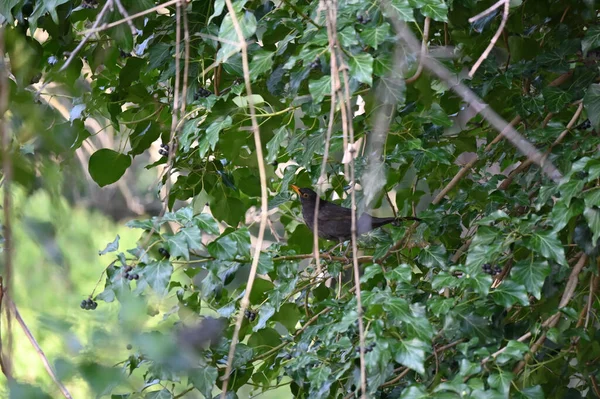 Karatavuk Türkçe Turdus Merula Gerçek Ardıç Kuşu Türüdür Ayrıca Avrasya — Stok fotoğraf