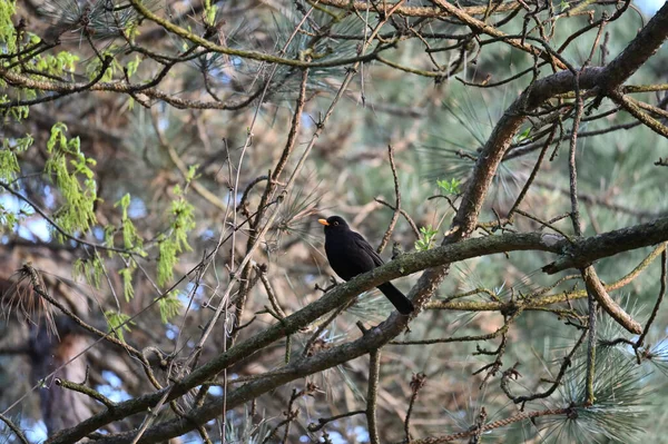 Поширений Чорний Птах Turdus Merula Вид Справжнього Дрозда Його Також — стокове фото