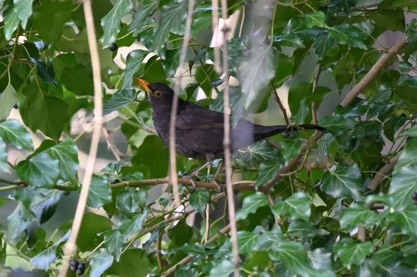 Поширений Чорний Птах Turdus Merula Вид Справжнього Дрозда Його Також — стокове фото