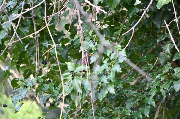 Den Vanliga Koltrasten Turdus Merula Art Äkta Trast Den Kallas — Stockfoto