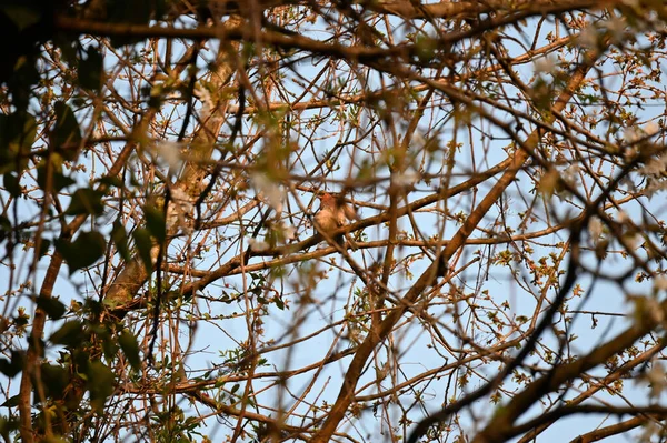 Gerçek Ispinozlar Fringillidae Familyasındaki Orta Büyüklükteki Kuşlardır Spinozların Tohum Fındık — Stok fotoğraf