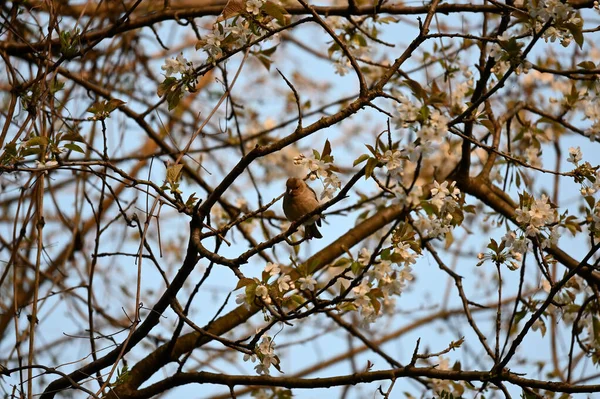 True Finches Small Medium Sized Passerine Birds Family Fringillidae Finches — стоковое фото