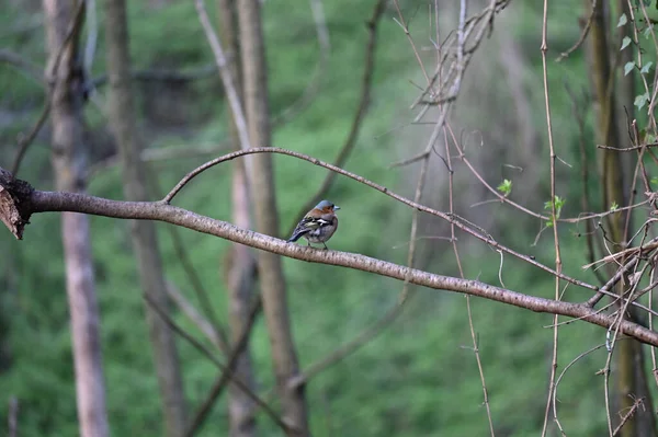 Gerçek Ispinozlar Fringillidae Familyasındaki Orta Büyüklükteki Kuşlardır Spinozların Tohum Fındık — Stok fotoğraf