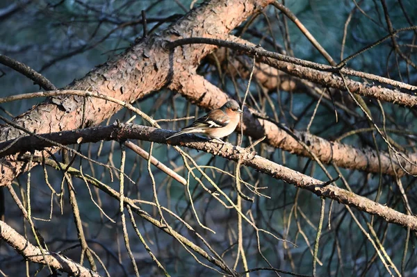 Die Echten Finken Sind Kleine Bis Mittelgroße Laufvögel Aus Der — Stockfoto