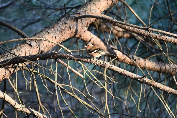 Sanna Finkarna Små Till Medelstora Förbipasserande Fåglar Familjen Fringillidae Finkar — Stockfoto