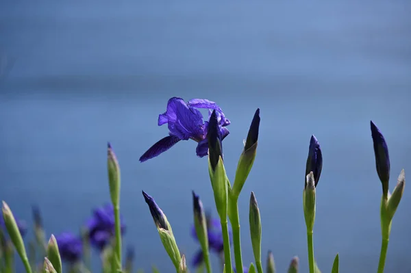 Iris Sibirica Jest Gatunkiem Rodzaju Iris Jest Rhizomatous Bylina Zielna — Zdjęcie stockowe