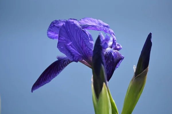 Iris Sibirica Una Especie Del Género Iris Una Herbácea Rizomatosa —  Fotos de Stock
