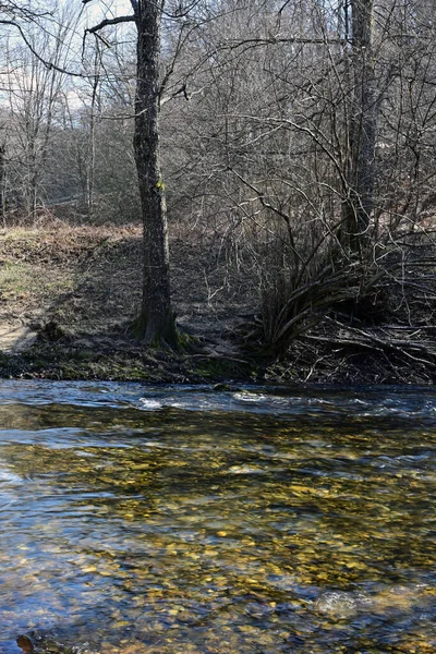 Existe Des Forêts Plaines Inondables Sur Les Cours Eau Ordre — Photo