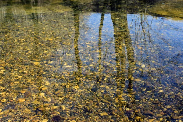 Foreste Pianura Alluvionale Esistono Corsi Acqua Ordine Superiore Sui Fiumi — Foto Stock