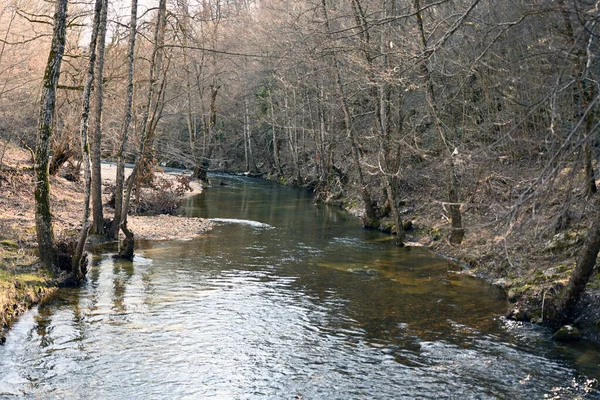 Existe Des Forêts Plaines Inondables Sur Les Cours Eau Ordre — Photo