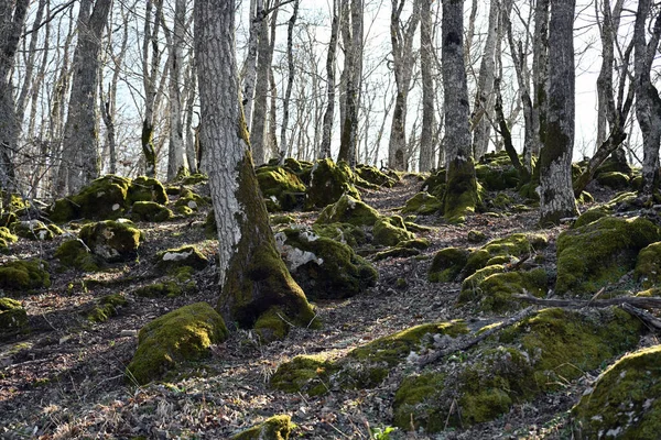 Auwälder Gibt Bächen Höherer Ordnung Und Flüssen Sie Treten Häufigsten — Stockfoto