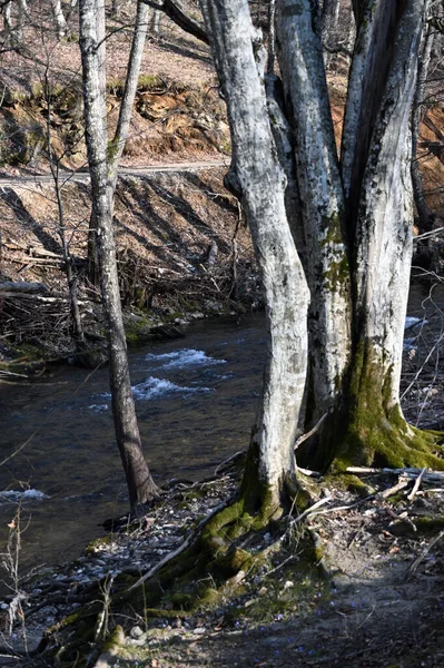 Existen Bosques Llanuras Inundación Arroyos Orden Superior Ríos Son Más — Foto de Stock