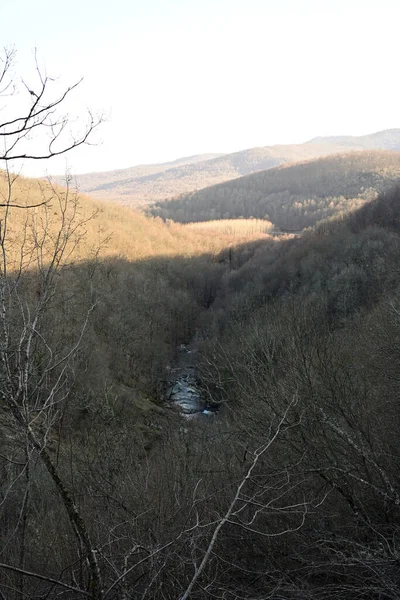 Existe Des Forêts Plaines Inondables Sur Les Cours Eau Ordre — Photo