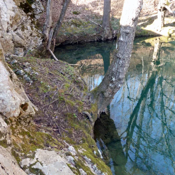 Existe Des Forêts Plaines Inondables Sur Les Cours Eau Ordre — Photo