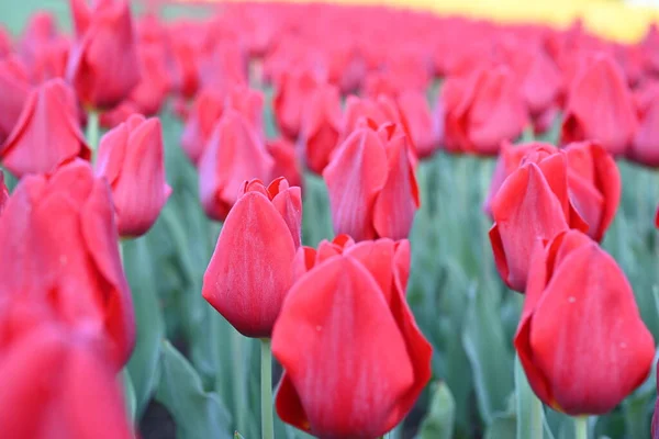 Super Aglomerado Linhas Tulipas Todos Matizes Cores Estas Incríveis Flores — Fotografia de Stock