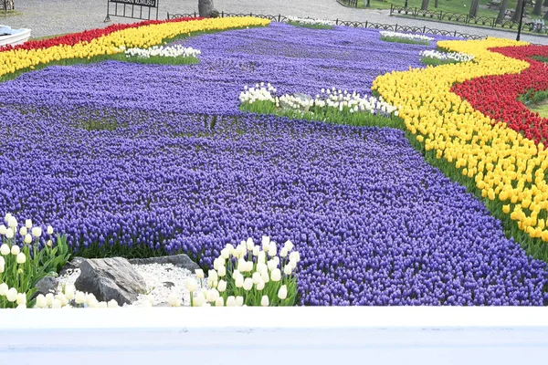 Her Renkten Renkten Lale Kümesi Inanılmaz Yaz Çiçekleri Dünyanın Büyük — Stok fotoğraf