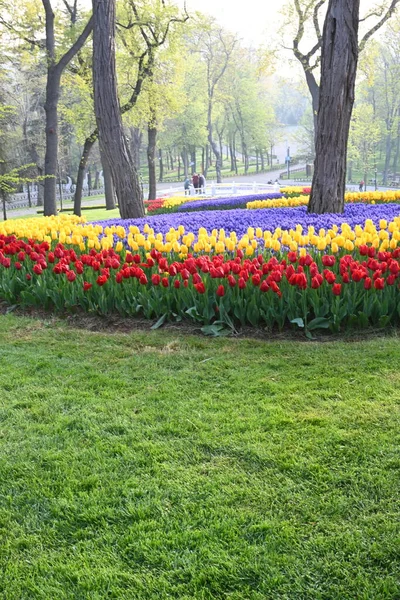 Super Cluster Rows Tulips All Hues Colors Amazing Summer Blooms — Stockfoto