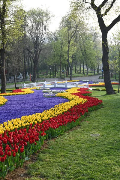 Super Anhäufung Von Reihen Von Tulpen Allen Farbtönen Und Farben — Stockfoto