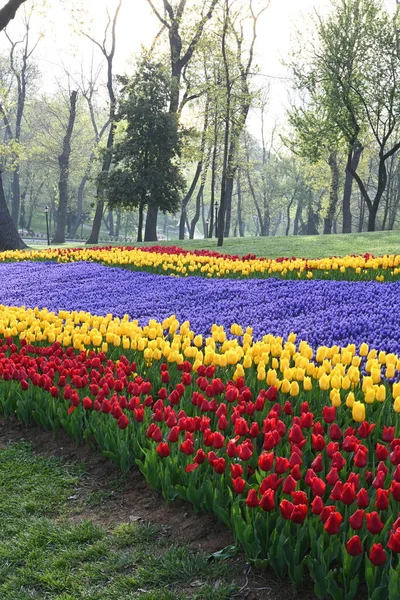 Super Anhäufung Von Reihen Von Tulpen Allen Farbtönen Und Farben — Stockfoto