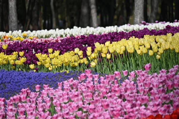 Tulipan Piękny Bukiet Tulipanów Kolorowe Tulipany Tulipany Wiosnę Kolorowe Tulipy — Zdjęcie stockowe