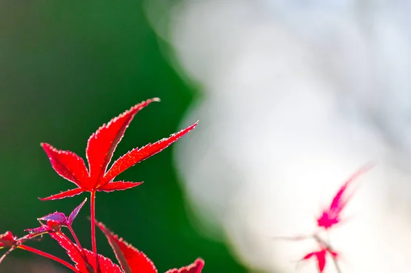 Leaves that turn red in autumn. Red maple tree leaves. Blue sky and red leaf