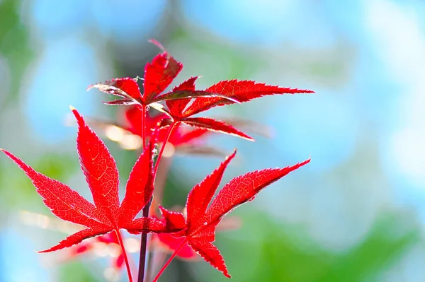 Bladeren Die Rood Worden Herfst Rode Esdoorn Boombladeren Blauwe Lucht — Stockfoto