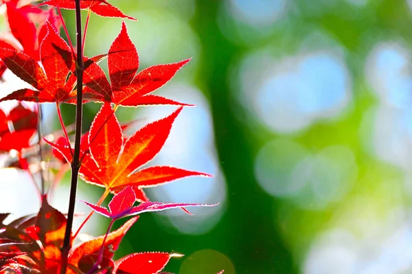 Leaves Turn Red Autumn Red Maple Tree Leaves Blue Sky — Stock Photo, Image