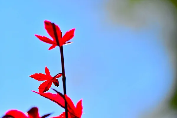 Leaves that turn red in autumn. Red maple tree leaves. Blue sky and red leaf