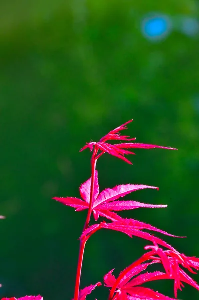 Leaves that turn red in autumn. Red maple tree leaves. Blue sky and red leaf