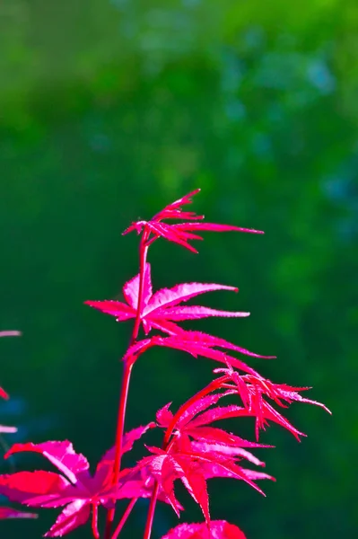 Bladeren Die Rood Worden Herfst Rode Esdoorn Boombladeren Blauwe Lucht — Stockfoto