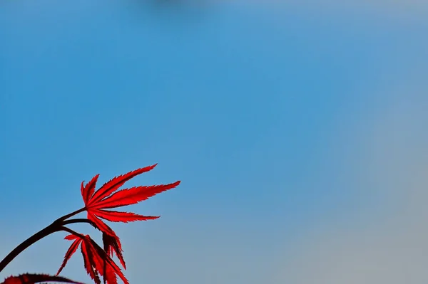 Leaves that turn red in autumn. Red maple tree leaves. Blue sky and red leaf